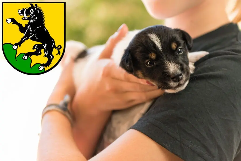 Jack Russell Züchter mit Welpen Ebersberg, Bayern