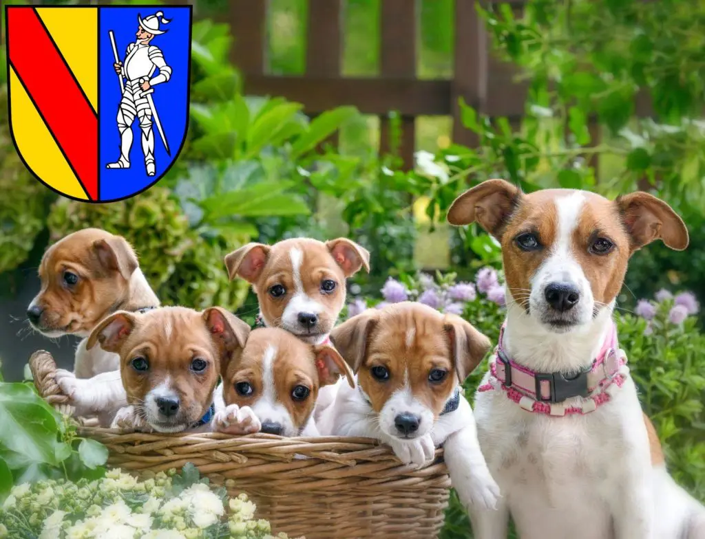 Jack Russell Züchter mit Welpen Emmendingen, Baden-Württemberg