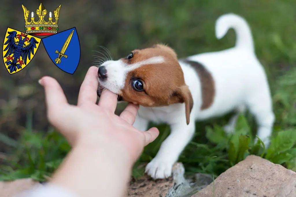 Jack Russell Züchter mit Welpen Essen, Nordrhein-Westfalen