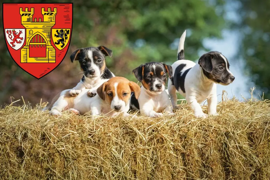 Jack Russell Züchter mit Welpen Euskirchen, Nordrhein-Westfalen