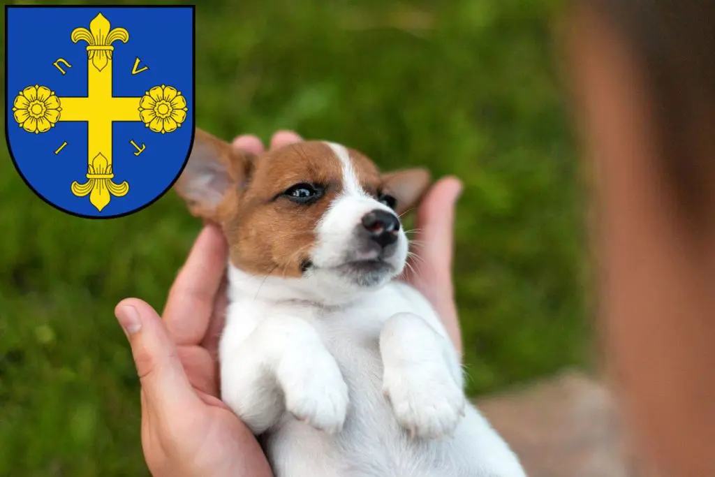 Jack Russell Züchter mit Welpen Eutin, Schleswig-Holstein