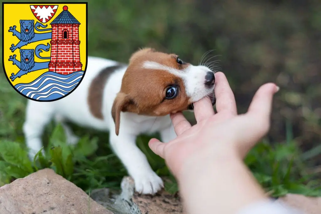 Jack Russell Züchter mit Welpen Flensburg, Schleswig-Holstein