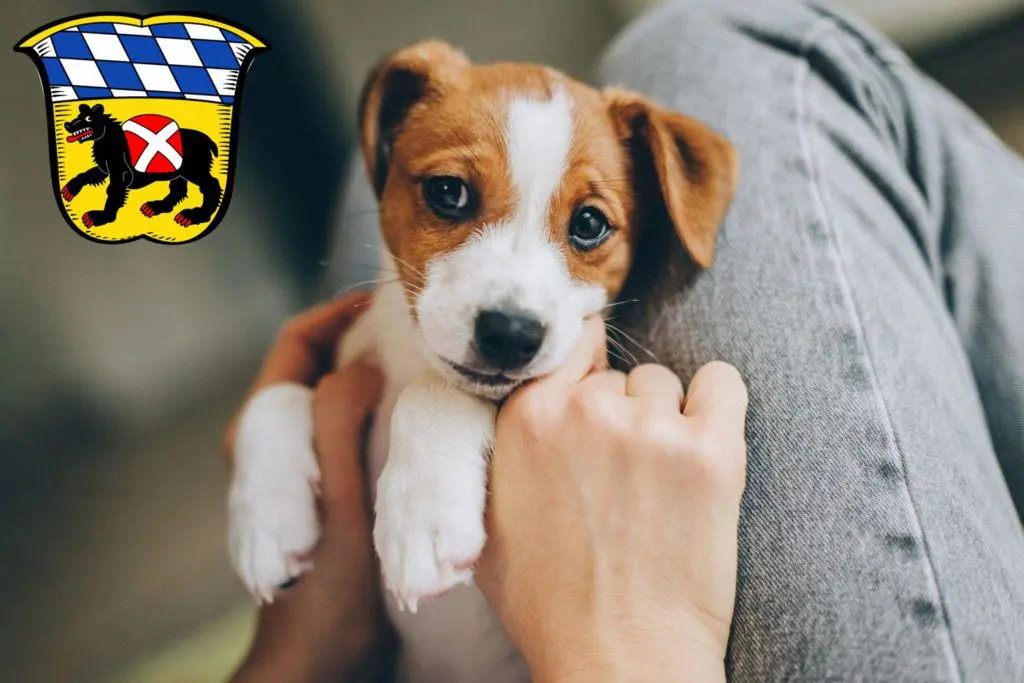 Jack Russell Züchter mit Welpen Freising, Bayern