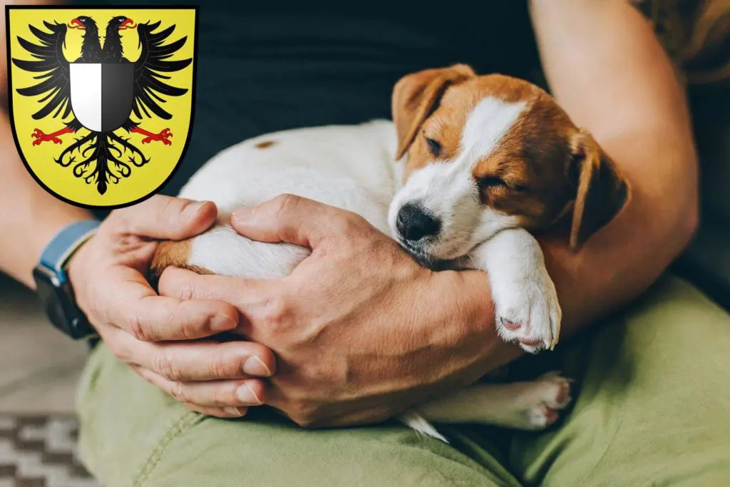 Jack Russell Züchter mit Welpen Friedberg (Hessen), Hessen