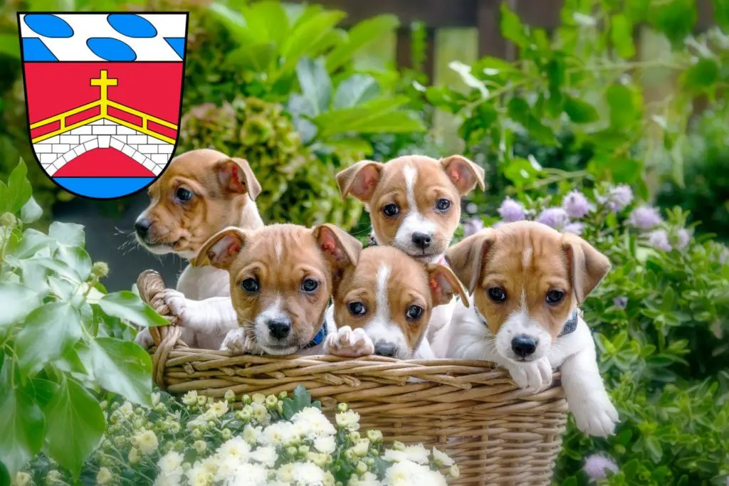 Jack Russell Züchter mit Welpen Fürstenfeldbruck, Bayern