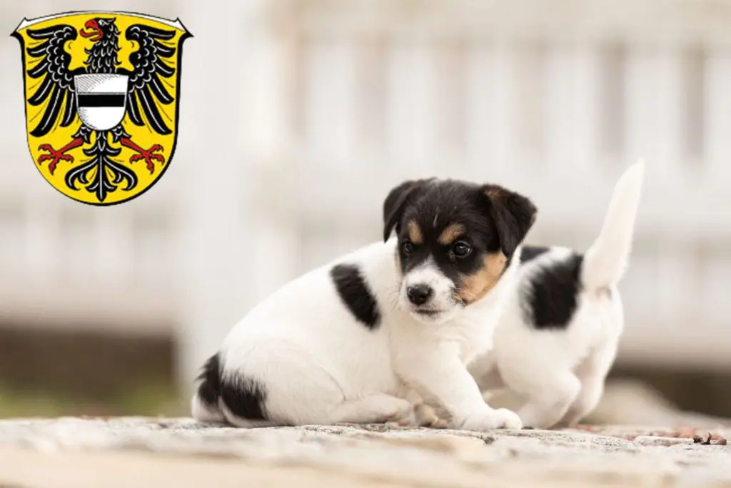 Jack Russell Züchter mit Welpen Gelnhausen, Hessen