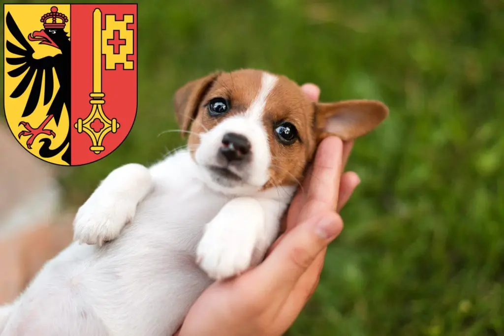 Jack Russell Züchter mit Welpen Genf, Schweiz