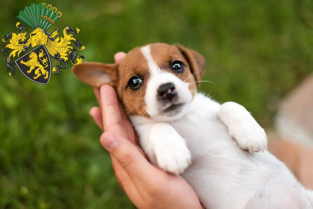 Jack Russell Züchter mit Welpen Gera, Thüringen