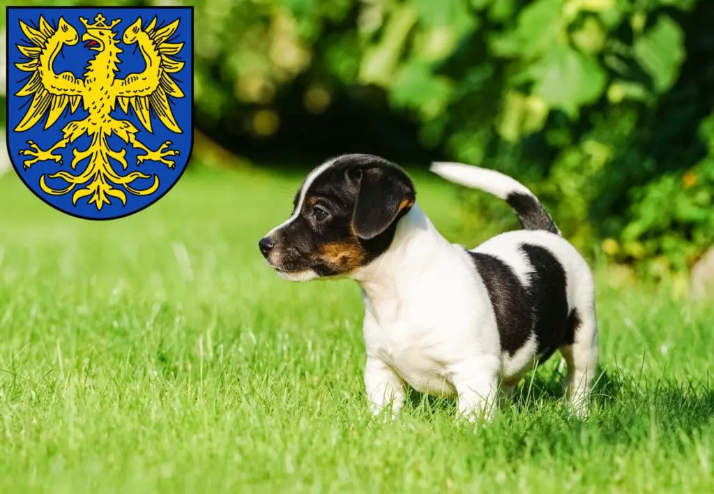 Jack Russell Züchter mit Welpen Germersheim, Rheinland-Pfalz