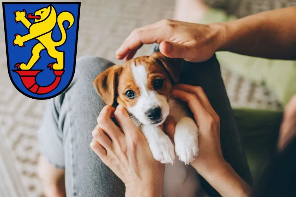 Jack Russell Züchter mit Welpen Gifhorn, Niedersachsen