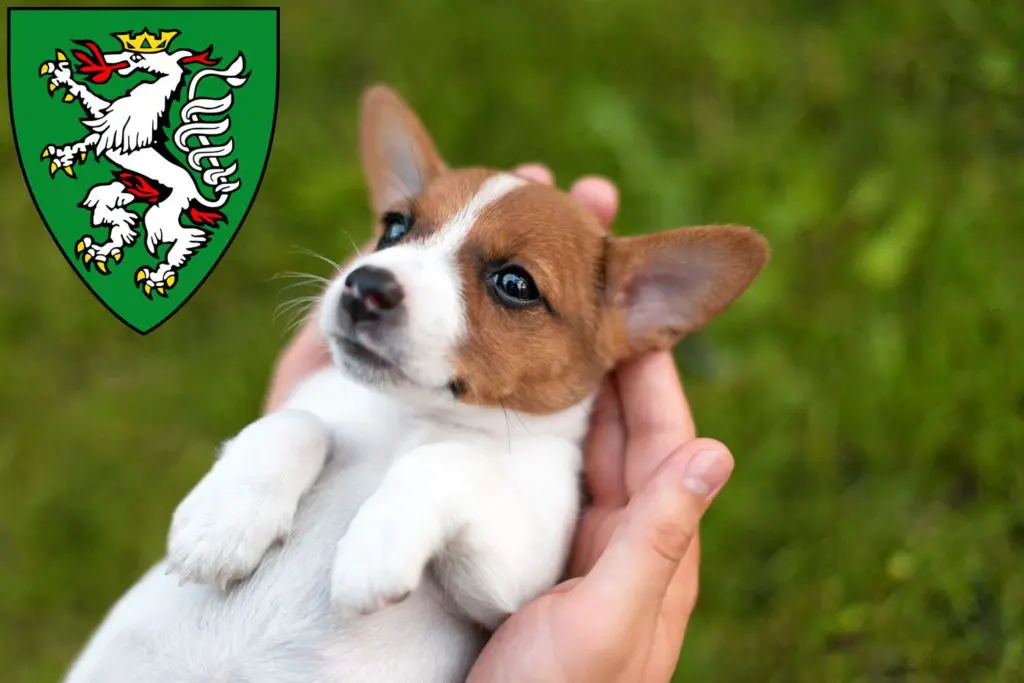 Jack Russell Züchter mit Welpen Graz, Österreich