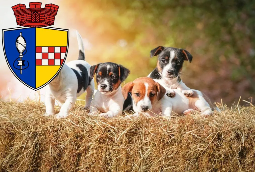 Jack Russell Züchter mit Welpen Gummersbach, Nordrhein-Westfalen