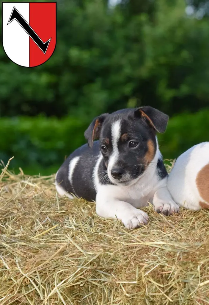 Jack Russell Züchter mit Welpen Halberstadt, Sachsen-Anhalt