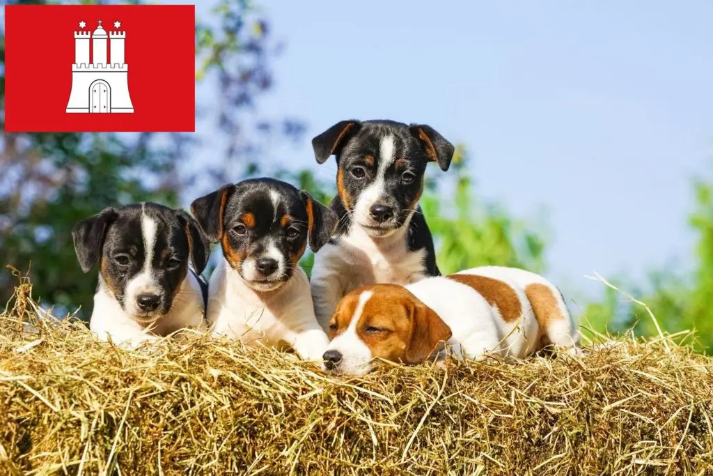 Jack Russell Züchter mit Welpen Hamburg, Hamburg