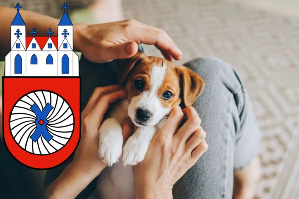 Jack Russell Züchter mit Welpen Hameln, Niedersachsen