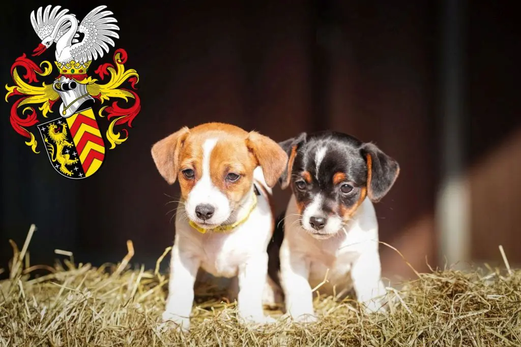 Jack Russell Züchter mit Welpen Hanau, Hessen