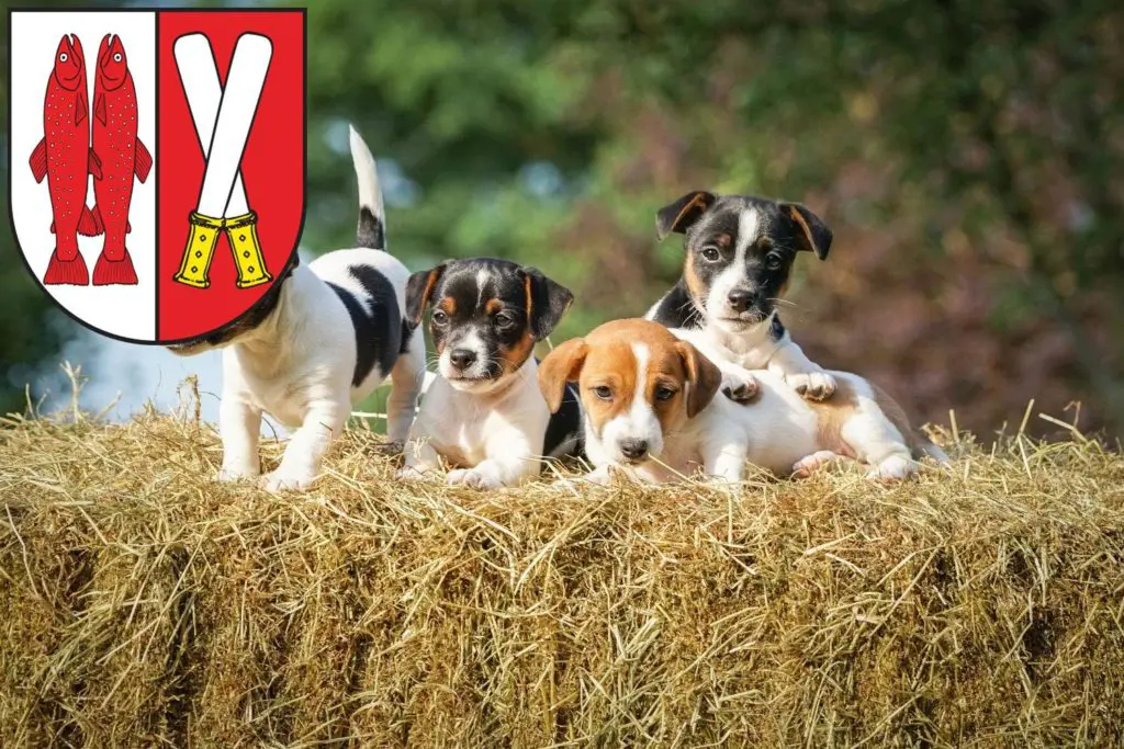 Jack Russell Züchter mit Welpen Harz, Sachsen-Anhalt