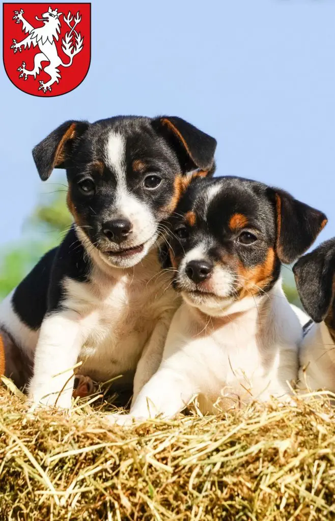 Jack Russell Züchter mit Welpen Heinsberg, Nordrhein-Westfalen