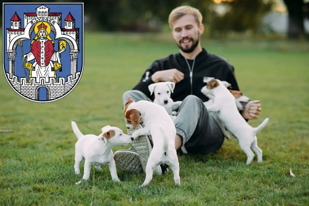 Jack Russell Züchter mit Welpen Helmstedt, Niedersachsen