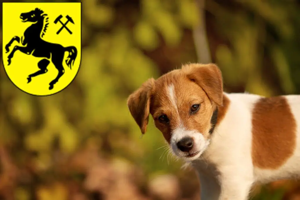 Jack Russell Züchter mit Welpen Herne, Nordrhein-Westfalen