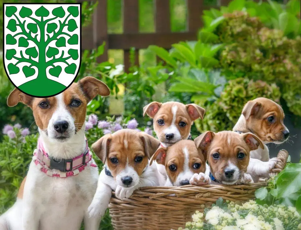 Jack Russell Züchter mit Welpen Homburg, Saarland