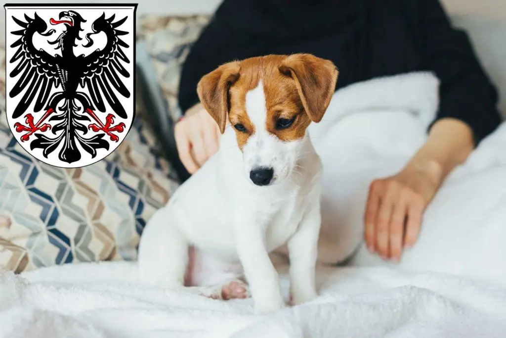 Jack Russell Züchter mit Welpen Ingelheim am Rhein, Rheinland-Pfalz