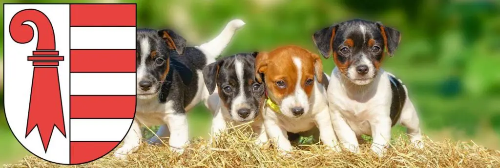 Jack Russell Züchter mit Welpen Jura, Schweiz