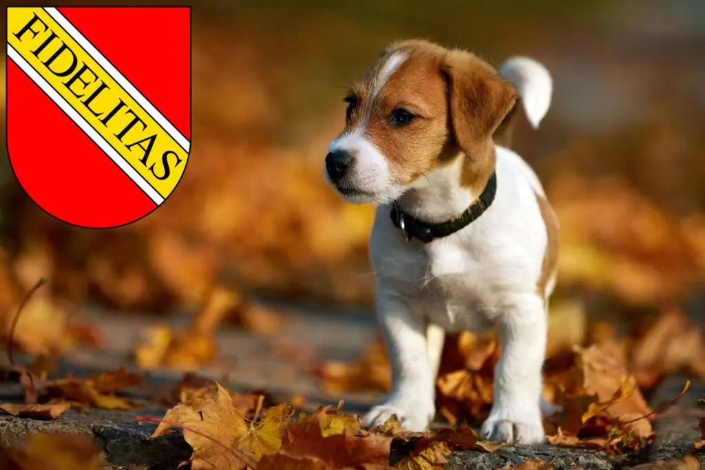 Jack Russell Züchter mit Welpen Karlsruhe, Baden-Württemberg