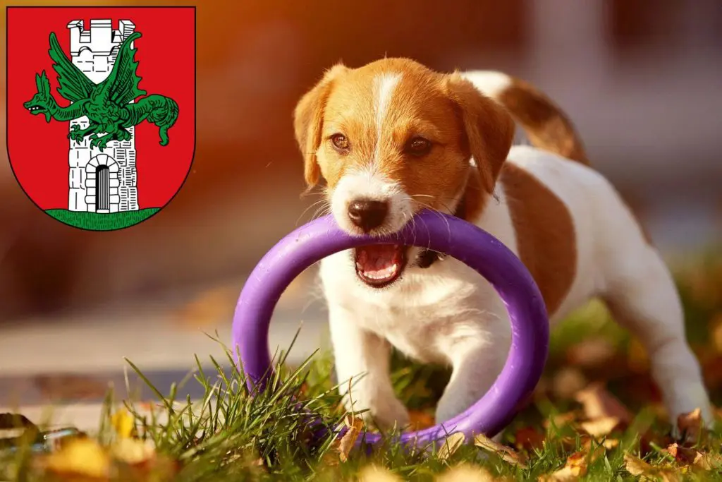 Jack Russell Züchter mit Welpen Klagenfurt, Österreich
