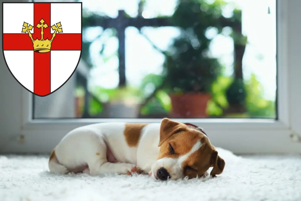 Jack Russell Züchter mit Welpen Koblenz, Rheinland-Pfalz