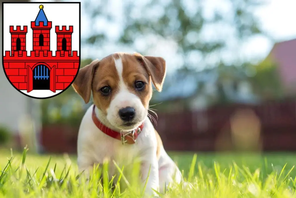 Jack Russell Züchter mit Welpen Köthen (Anhalt), Sachsen-Anhalt