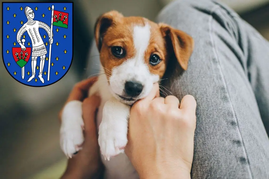 Jack Russell Züchter mit Welpen Lauterbach (Hessen), Hessen