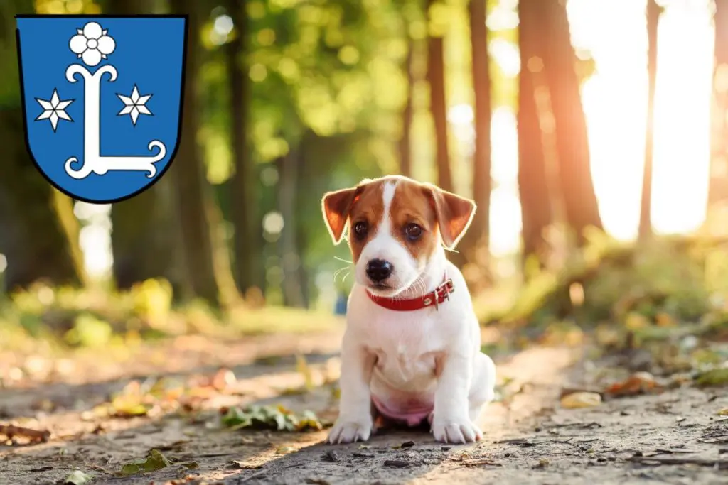 Jack Russell Züchter mit Welpen Leer (Ostfriesland), Niedersachsen