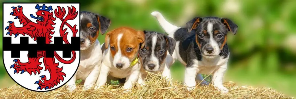 Jack Russell Züchter mit Welpen Leverkusen, Nordrhein-Westfalen