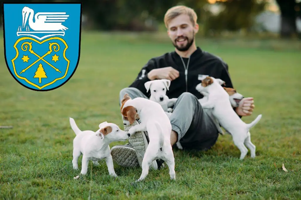 Jack Russell Züchter mit Welpen Luckenwalde, Brandenburg