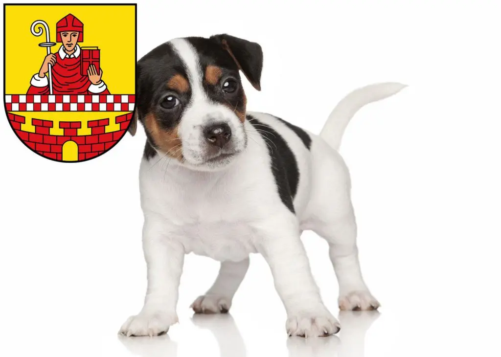 Jack Russell Züchter mit Welpen Lüdenscheid, Nordrhein-Westfalen