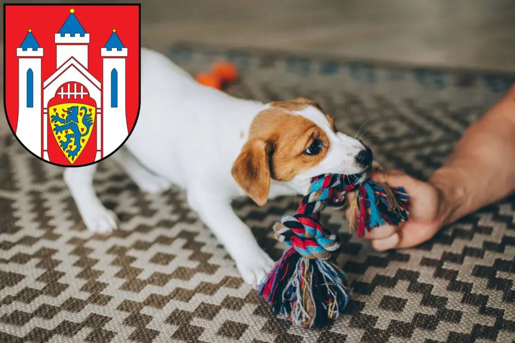 Jack Russell Züchter mit Welpen Lüneburg, Niedersachsen