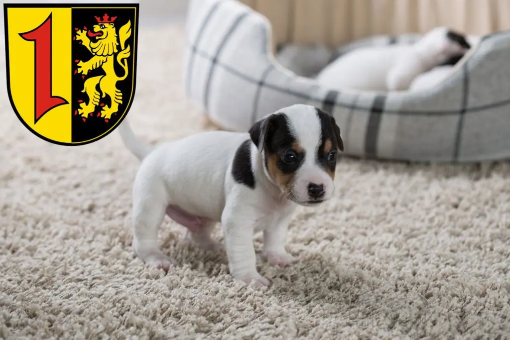 Jack Russell Züchter mit Welpen Mannheim, Baden-Württemberg