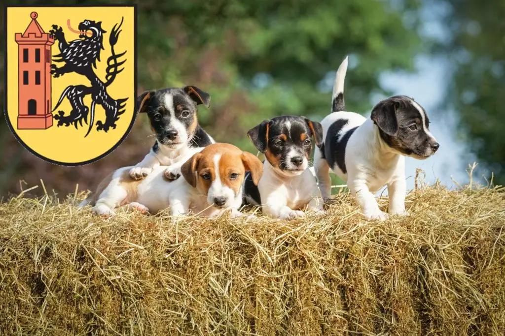 Jack Russell Züchter mit Welpen Meißen, Sachsen