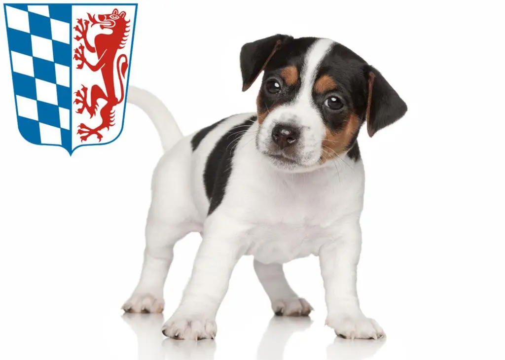 Jack Russell Züchter mit Welpen Niederbayern, Bayern