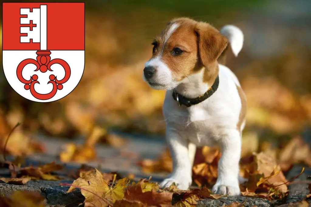 Jack Russell Züchter mit Welpen Obwalden, Schweiz