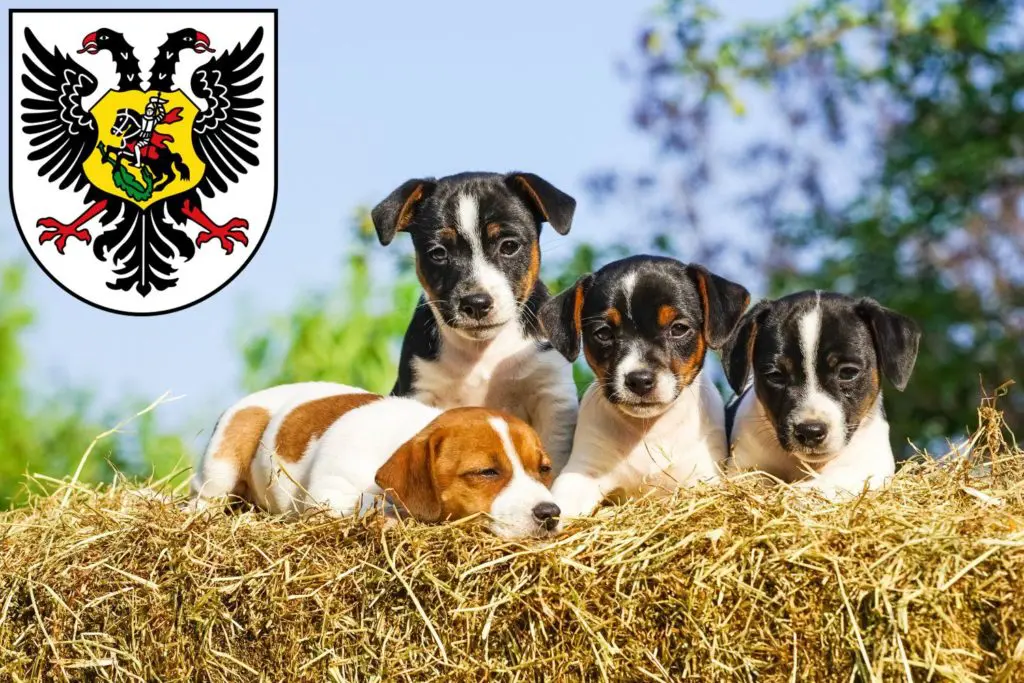 Jack Russell Züchter mit Welpen Ortenaukreis, Baden-Württemberg