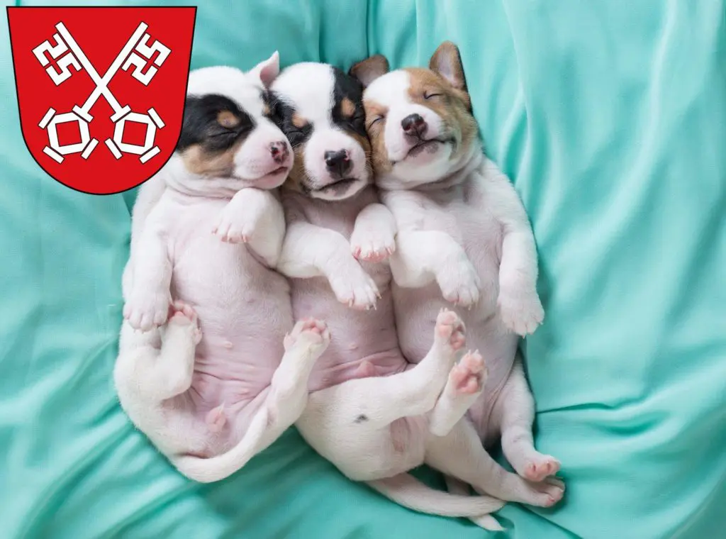 Jack Russell Züchter mit Welpen Regensburg, Bayern