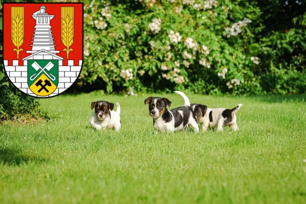 Jack Russell Züchter mit Welpen Salzgitter, Niedersachsen