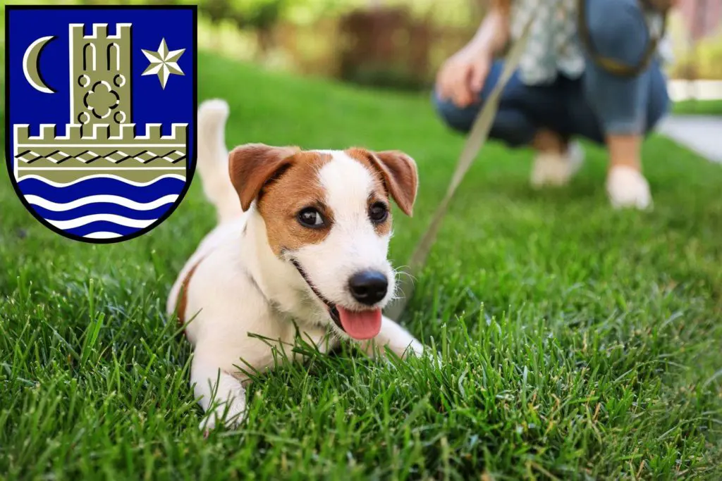 Jack Russell Züchter mit Welpen Schleswig, Schleswig-Holstein