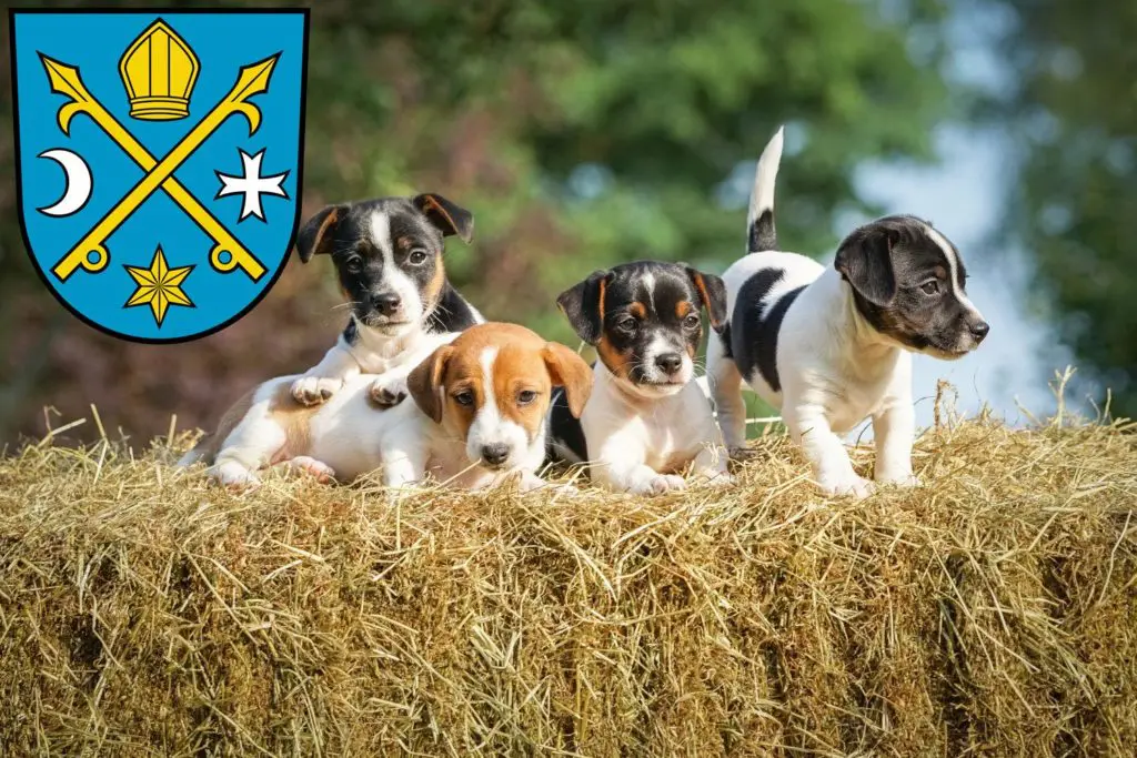 Jack Russell Züchter mit Welpen Seelow, Brandenburg