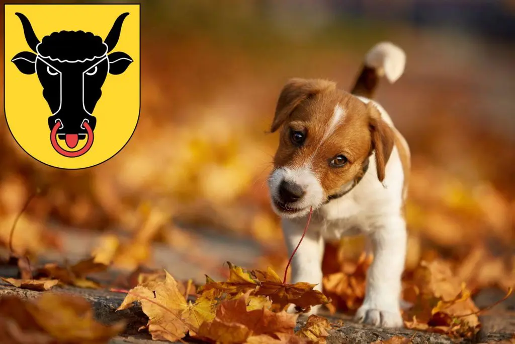 Jack Russell Züchter mit Welpen Uri, Schweiz