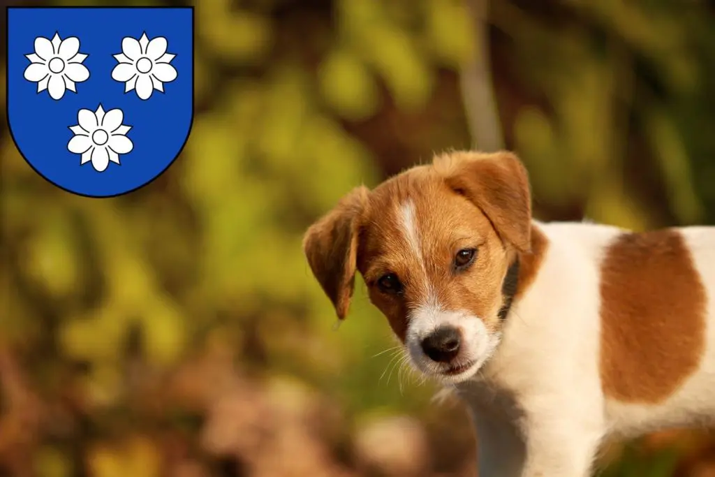 Jack Russell Züchter mit Welpen Viersen, Nordrhein-Westfalen