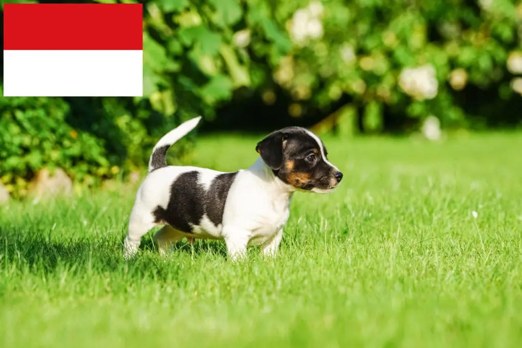Jack Russell Züchter mit Welpen Wien, Österreich
