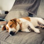 Wie lange kann ein Jack Russell alleine bleiben?